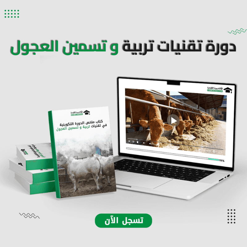 دورة تقنيات تسمين العجول