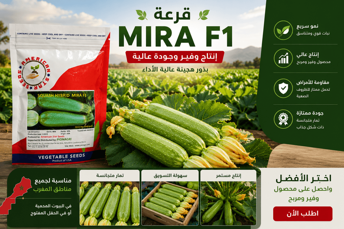 قرعة MIRA F1 — إنتاج وفير وجودة عالية