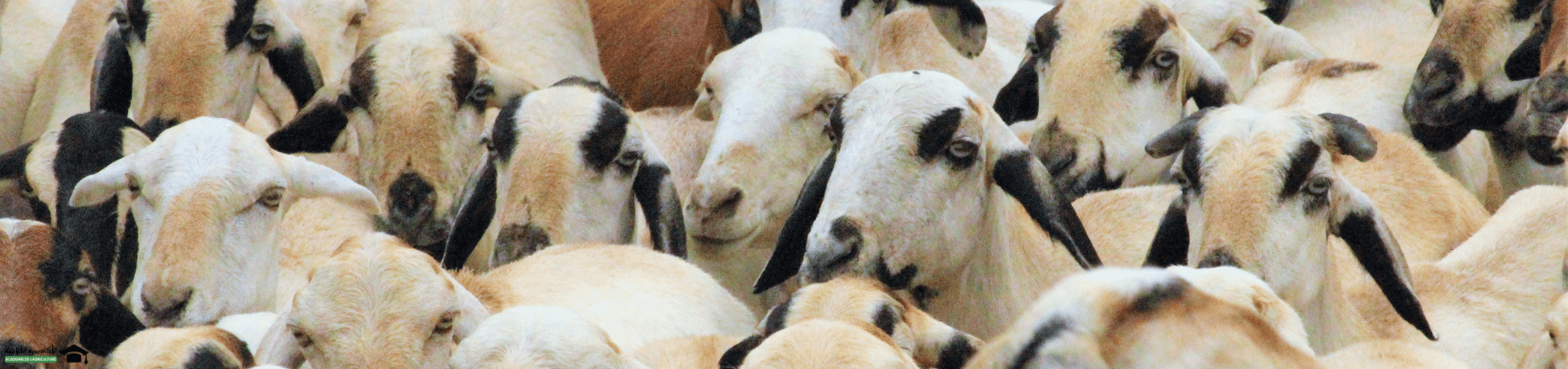 دورة تقنيات تربية الماعز