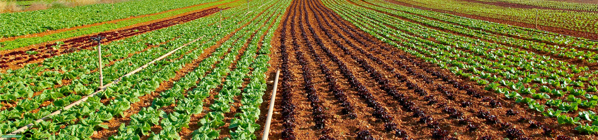 دورة تقنيات زراعة الخضروات