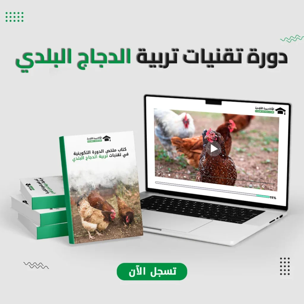 دورة تقنيات تربية الدجاج البلدي