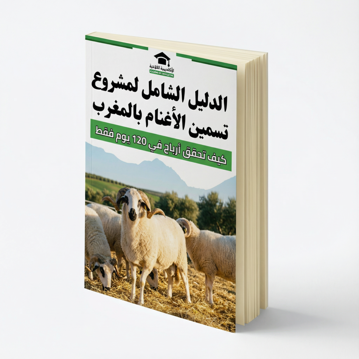 الدليل الشامل لمشروع تسمين الأغنام بالمغرب