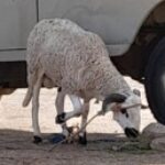 الصورة الشخصية لـ لعبيد مشنان