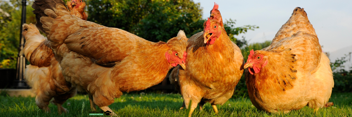 صورة غلاف المجموعة