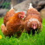 شعار المجموعة مجتمع تربية الدجاج البلدي