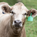 شعار المجموعة مجتمع تسمين العجول