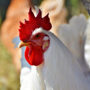 شعار المجموعة مجتمع تربية الدجاج الرومي