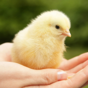 شعار المجموعة مجتمع حضانة البيض المخصب