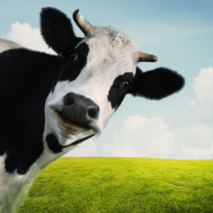 شعار المجموعة مجتمع تربية الابقار الحلوب