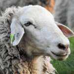 شعار المجموعة مجتمع تربية الأغنام